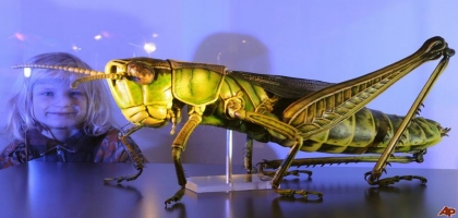 Museum of Arthropoda
